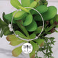 Outlander Bracelet, Je Suis prest